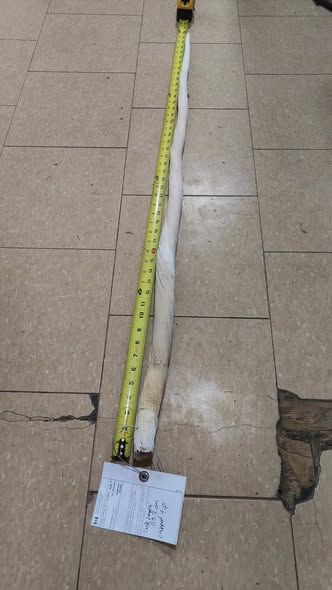 Narwhal and Walrus Tusks with CITES Permit For Sale