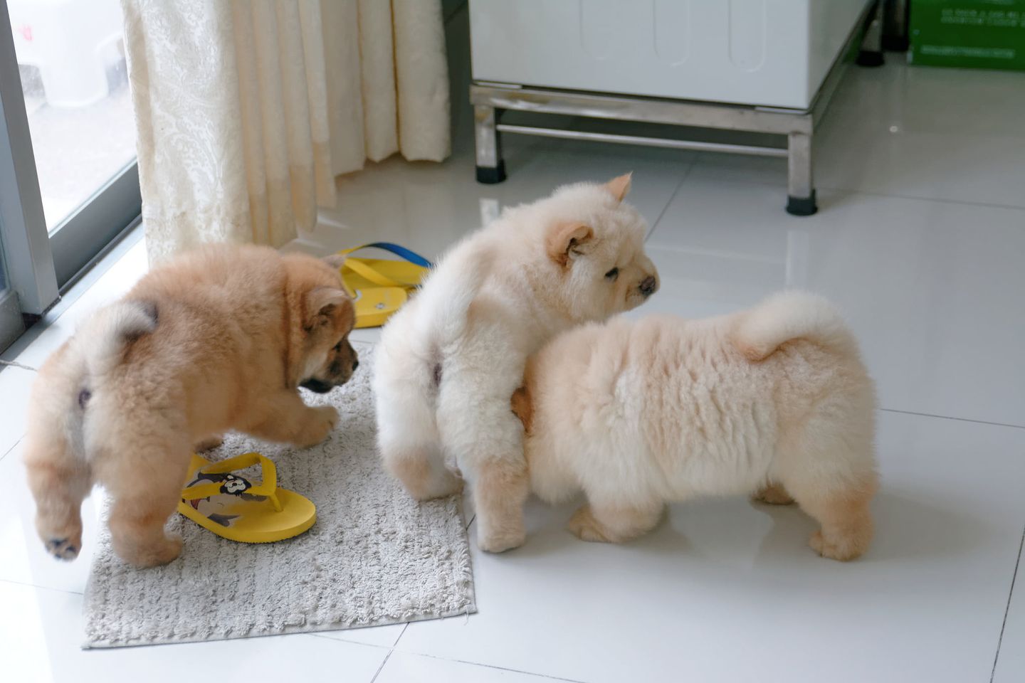 Lindos y encantadores cachorros de Chow Chow para reubicación