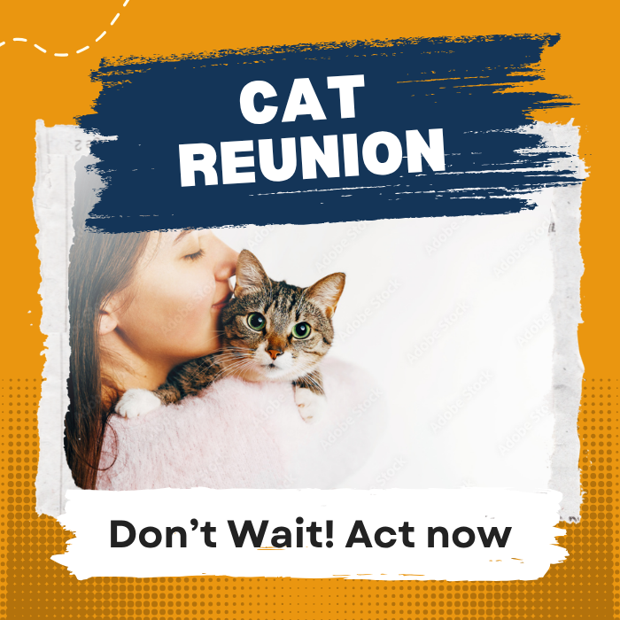 Su gato todavía está ahí afuera: encontremoslo