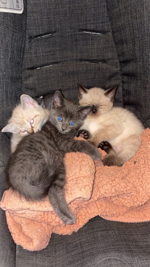Adorable Playful Kittens For Loving Homes Adoption
