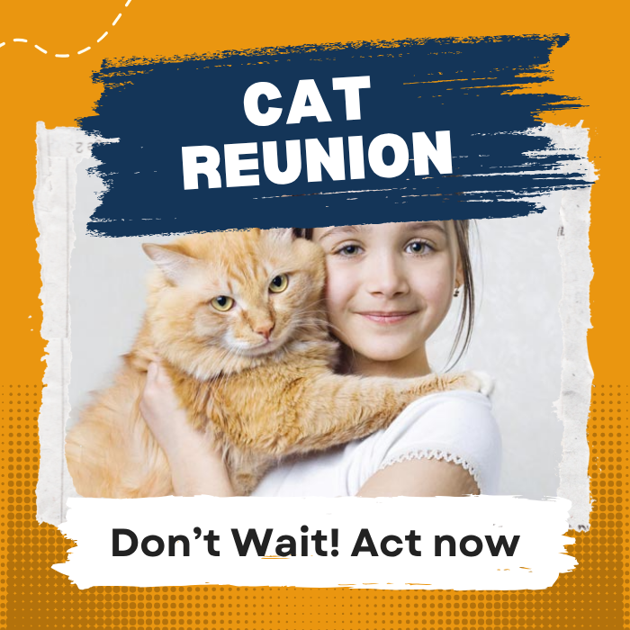 You Haven’t Lost Your Cat Forever—Here’s Help