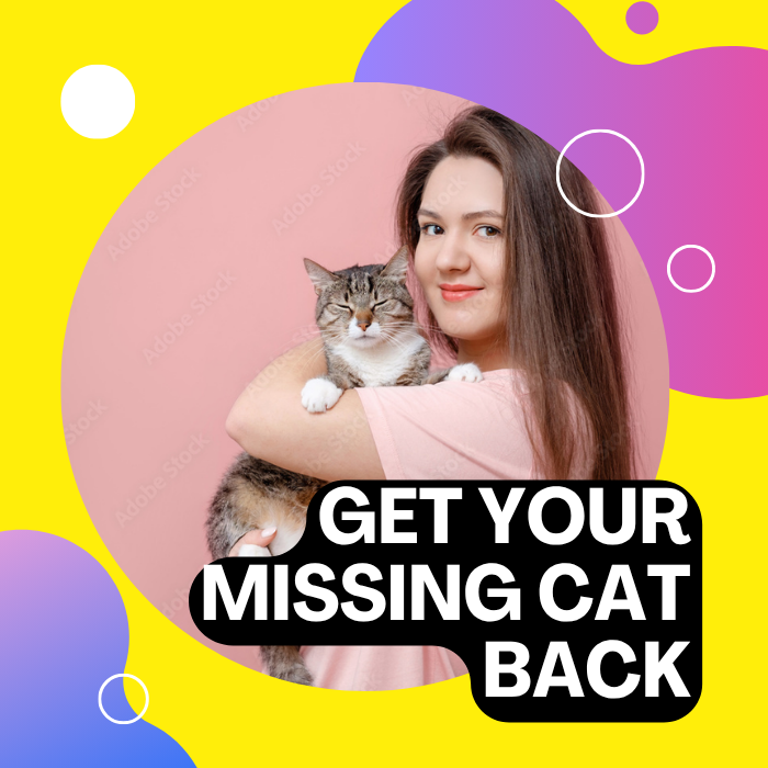 Lost cat ?