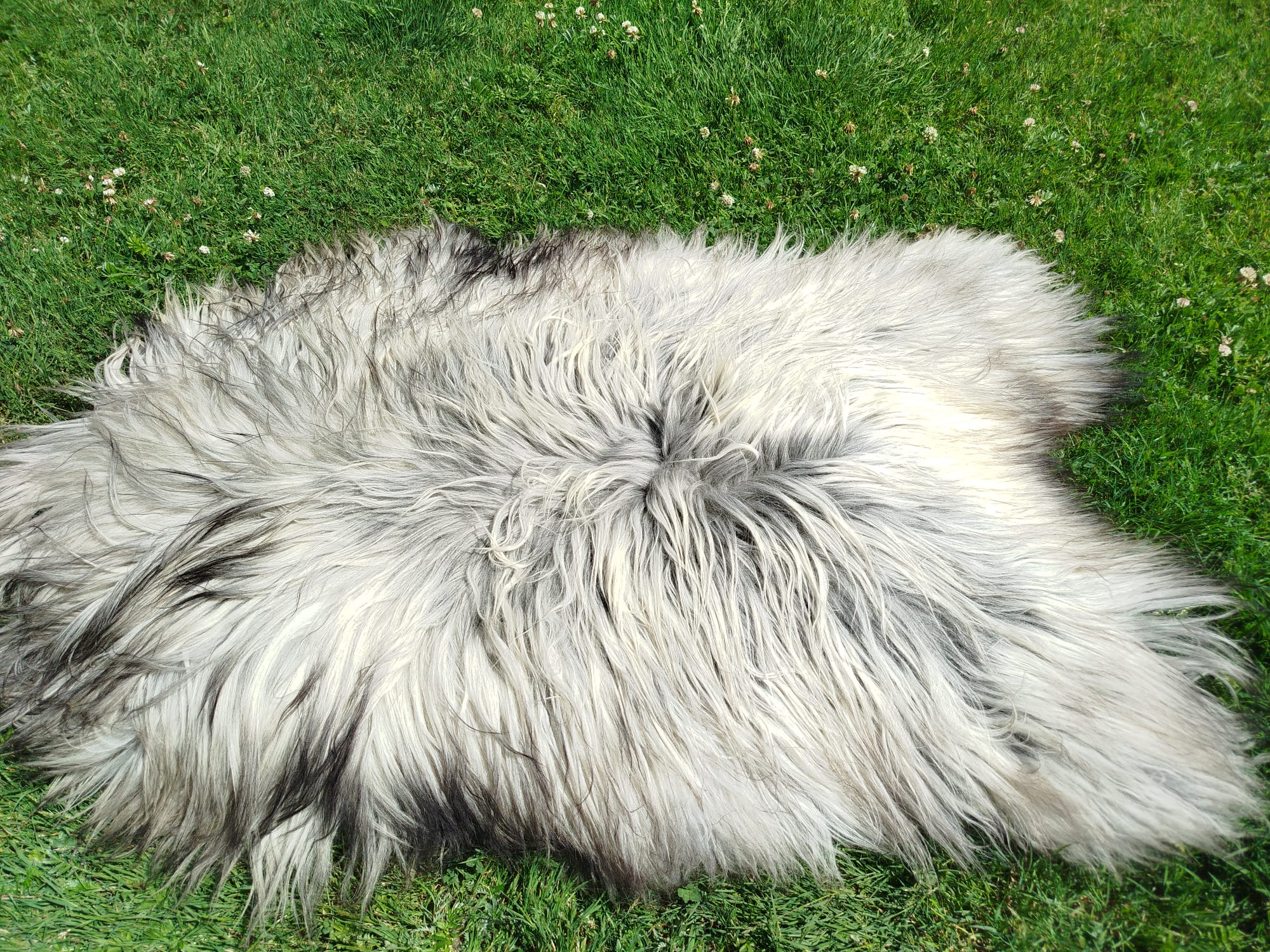Heidschnucke Premium Sheepskin Rug - Unique Natural Decor For Sale