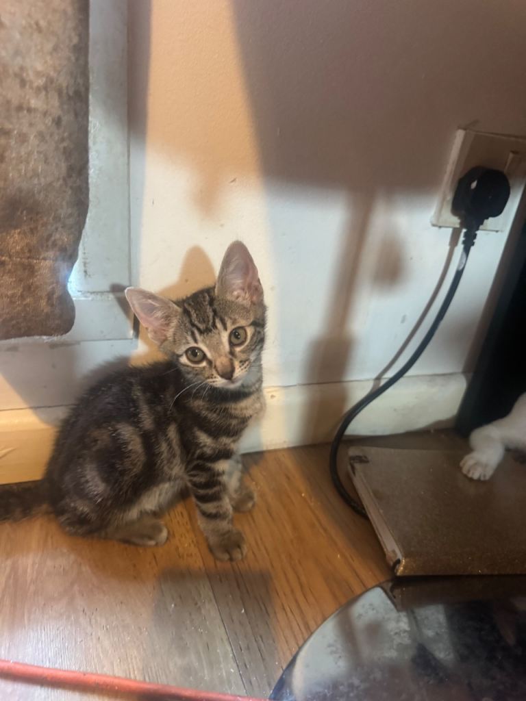 Adorable Tabby Kitten For Adoption Seeking Loving Home