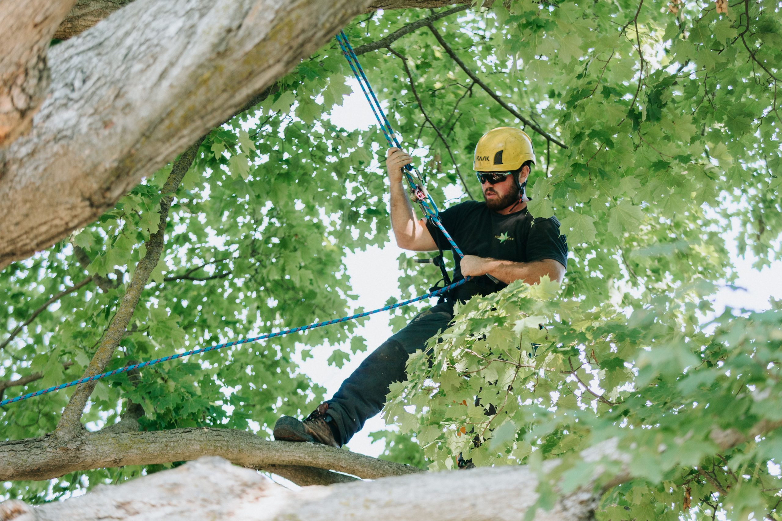 Provide Expert Tree Care and Removal Service509907400529684483