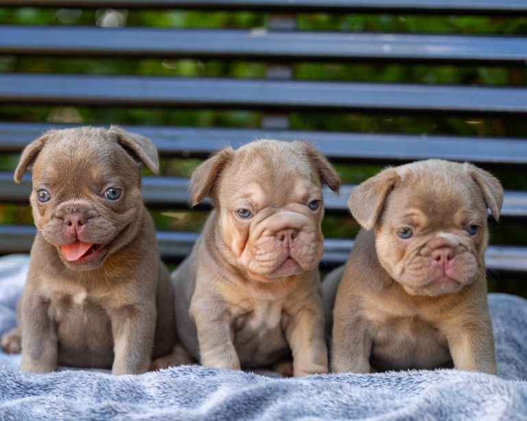 Adorable French Bulldog Puppies Available For Adoption