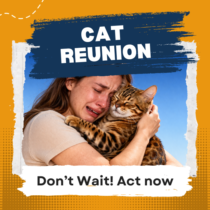 Bring Your Cat Back to Safety