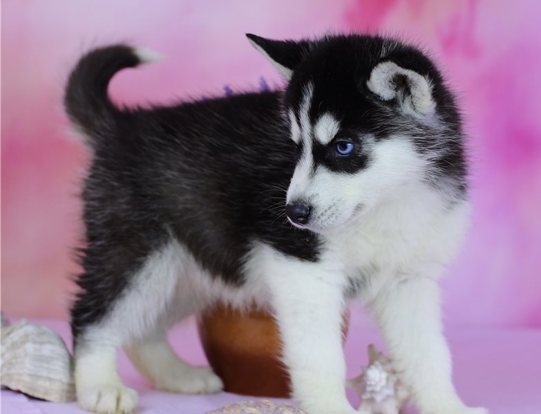 Ofrecemos cachorros de husky adorables en venta