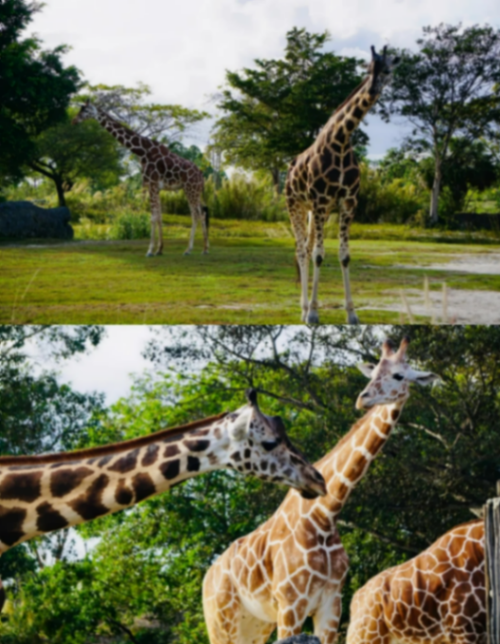 ZooTampa at Lowry Park in Tampa, Florida, half-price $2463214380355585121